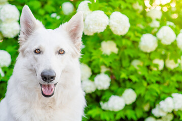Aufkleber - Portrait of a white Swiss Shepherd dog siting at summer sunny park. Empty space for text