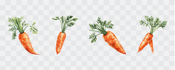 Carrot watercolor isolated graphic transparent