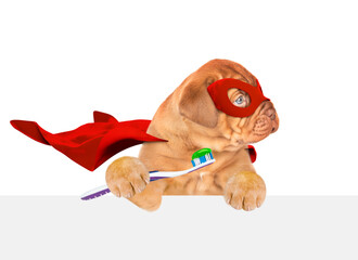 Poster - Happy Mastiff puppy with big funny teeth wearing superhero costume holds toothbrush in it paw above empty white banner. isolated on white background