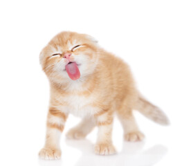 Poster - Funny tabby ginger cat sticking out tongue licking invisible glass pane making funny face. Isolated on white background