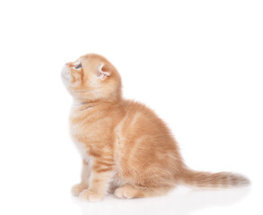 Poster - Ginger tabby tiny kitten sits in side view and looks up. isolated on white background
