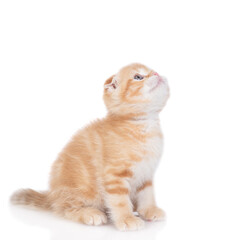 Poster - Curious ginger kitten sitting in profile and looking up on empty space. isolated on white background