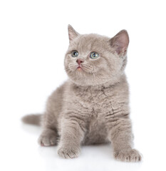 Poster - Playful gray kitten sitting and looking up on empty space. isolated on white background