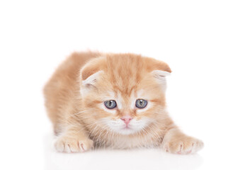 Poster - Hunting playful ginger kitten lying and looking at camera. isolated on white background