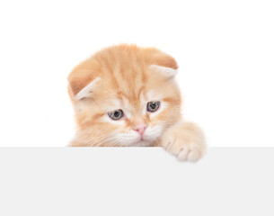 Canvas Print - Playful cat looks above blank white banner. isolated on white background