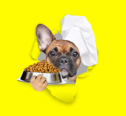 Poster - French bulldog wearing chef's hat looking through the hole in yellow paper and holding bowl of dry pets  food. isolated on white background