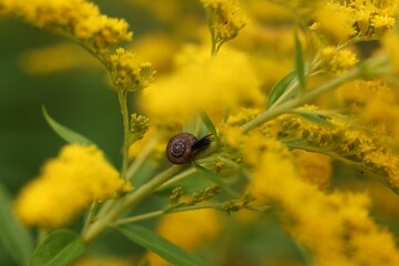 small brown snail stands slithering on bright yellow flowers
