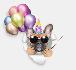 Poster - Cute French bulldog puppy wearing sunglasses with party cap holding colorful balloons pointing away on empty space and looking through the hole in white paper
