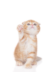 Poster - Playful tabby ginger kitten looking up. isolated on white background