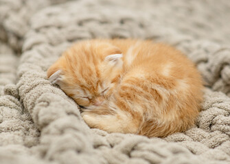 Wall Mural - Cozy tiny ginger tabby sleeping kitten curled up into a ball on warm plaid at home