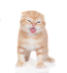 Poster - Cute tabby ginger cat sticking out tongue licking invisible glass pane making funny face. Isolated on white background