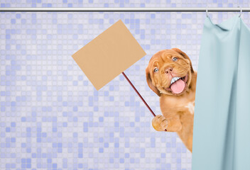 Poster - Happy mastiff puppy with big funny teeth peeking out from behind the shower curtain in the bathroom at home and showing empty placard. Empty space for text