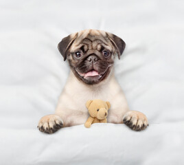 Poster - Cozy Pug puppy lying on a bed at home and hugging toy bear. Top down view