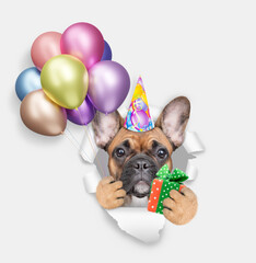 Aufkleber - Cute French bulldog puppy wearing party cap holding colorful balloons and gift box and looking through the hole in white paper