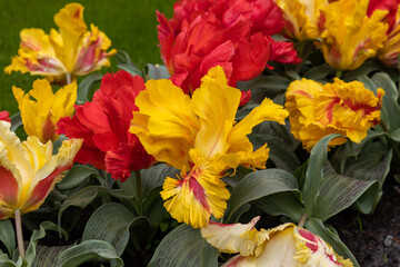 Sticker - Yellow and red tulip called Zampa Parrot.  Parrot group. Tulips are divided into groups that are defined by their flower features