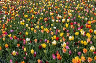 Poster - A melange of colorful tulips blooming in a garden