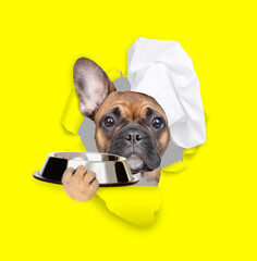 Wall Mural - French bulldog wearing chef's hat looking through the hole in yellow paper and holding empty bowl. isolated on white background