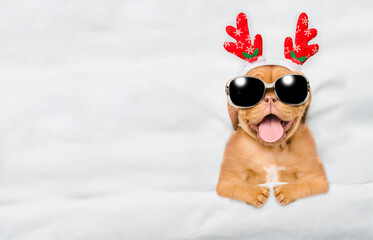Poster - Happy Mastiff puppy dressed like santa claus reindeer  Rudolf with sunglasses lying under white blanket at home. Top down view. Empty space for text