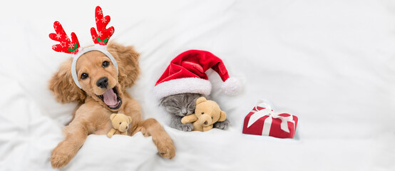 Wall Mural - Yawning English Cocker spaniel puppy dressed like santa claus reindeer  Rudolf lying with cozy kitten under white blanket at home. Kitten hugs toy bears. Top down view. Empty space for text