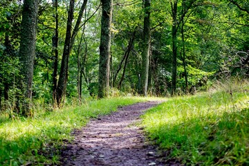 Winding dirt path leading through a serene wooded area with tall trees and lush tall grass