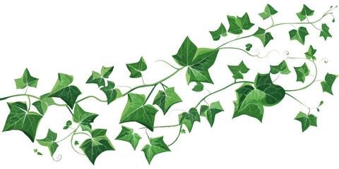 green ivy vine with leaves, vector illustration on white background