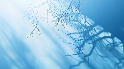 Poster - Minimalistic abstract gentle light blue background for product presentation with light and intricate shadow from tree branches on wall : Generative AI
