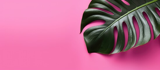 Wall Mural - One sheet big monstera on pink background. copy space available