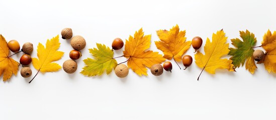 Poster - Autumn flat lay Golden maple and oak leaves acorns on white background copy space Top view