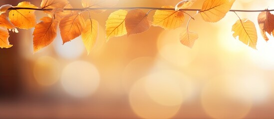 Wall Mural - Autumn leaves on sunny background Banner with blurred background Cozy fall mood Season and weather concept light bokeh. copy space available
