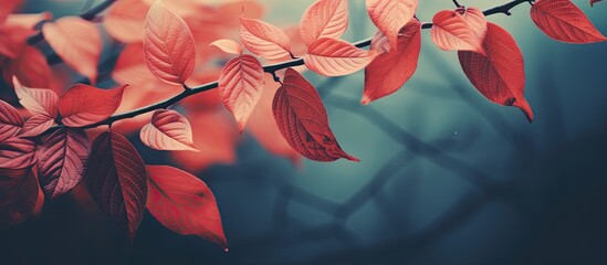 Leinwandbilder - The beautiful leaves and light background. copy space available