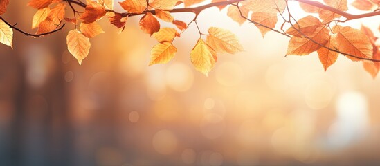 Leinwandbilder - Autumn leaves on sunny background Banner with blurred background Cozy fall mood Season and weather concept light bokeh. copy space available
