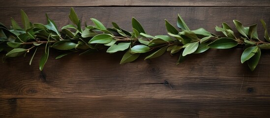 Poster - bay leaf twigs on brown wooden surface. copy space available