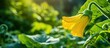 A vibrant yellow zucchini flower gracefully emerges from the lush green foliage basking in the warmth of a sunny day in the garden Ample copy space surrounds the image