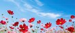 Red cosmos flowers blooming in the field spring on the blue sky summer vacation concept. copy space available