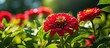 Close up of red Zinnia violacea Cav in the garden in sunny day. copy space available