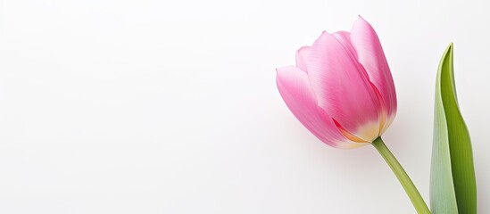 Aufkleber - colorful spring pink tulip flower in white background with text copy space