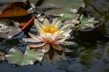 Pink water lily or lotus flower Marliacea Rosea in garden pond. Close-up of Nymphaea with water drops in garden pond. Flower landscape for nature wallpaper with copy space. Selective focus