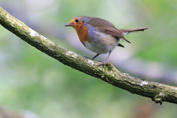 Wall Mural - Tiny Robin (Erithacus rubecula) perches on a tree branch