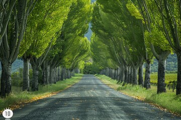 Poplar Tree Lined Road: Symmetrical rows of trees along a country road. 