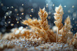 Background with close-up golden spikes wheat. Concept of whole organic grain or ancient groats.