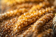 Background with close-up golden spikes wheat. Concept of whole organic grain or ancient groats.