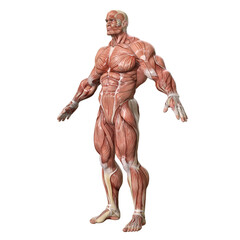 Wall Mural - Bodybuilder with muscle Character isolated 3d rendered illustration