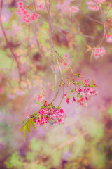 Pink Wild Himalayan Cherry flowers blooming at Chiang Mai Province