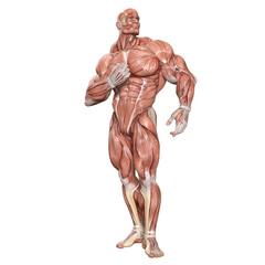 Wall Mural - Bodybuilder with muscle Character isolated 3d rendered illustration