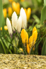 Canvas Print - white and yellow crocuses..