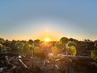 Wall Mural - Close-up of baby soybeans at sunrise in Bates County, Missouri with corn remnants