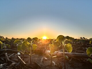 Wall Mural - Close-up of baby soybeans at sunrise in Bates County, Missouri with corn remnants