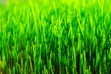 Fototapeta  - Wheatgrass seedlings close-up, illuminated by the sun. Vegan healthy food.