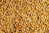 Fototapeta  - Background of wheat grains close up. Food abstract pattern.