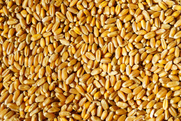 Background of wheat grains close up. Food abstract pattern.